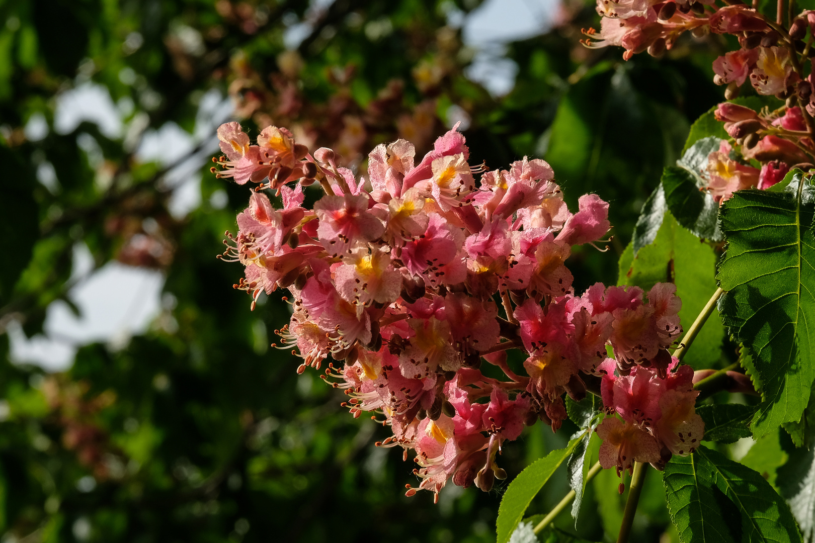 Kastanienblüten