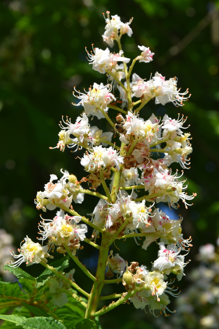 Kastanienblüten