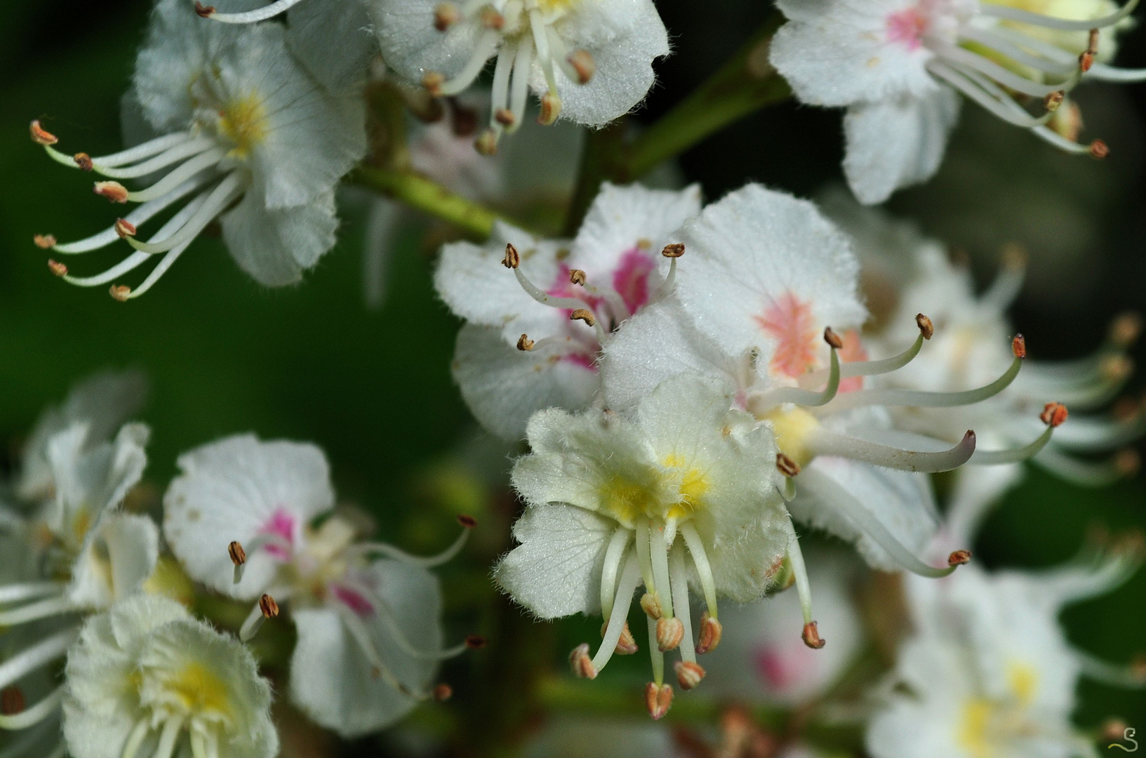 Kastanienblüten