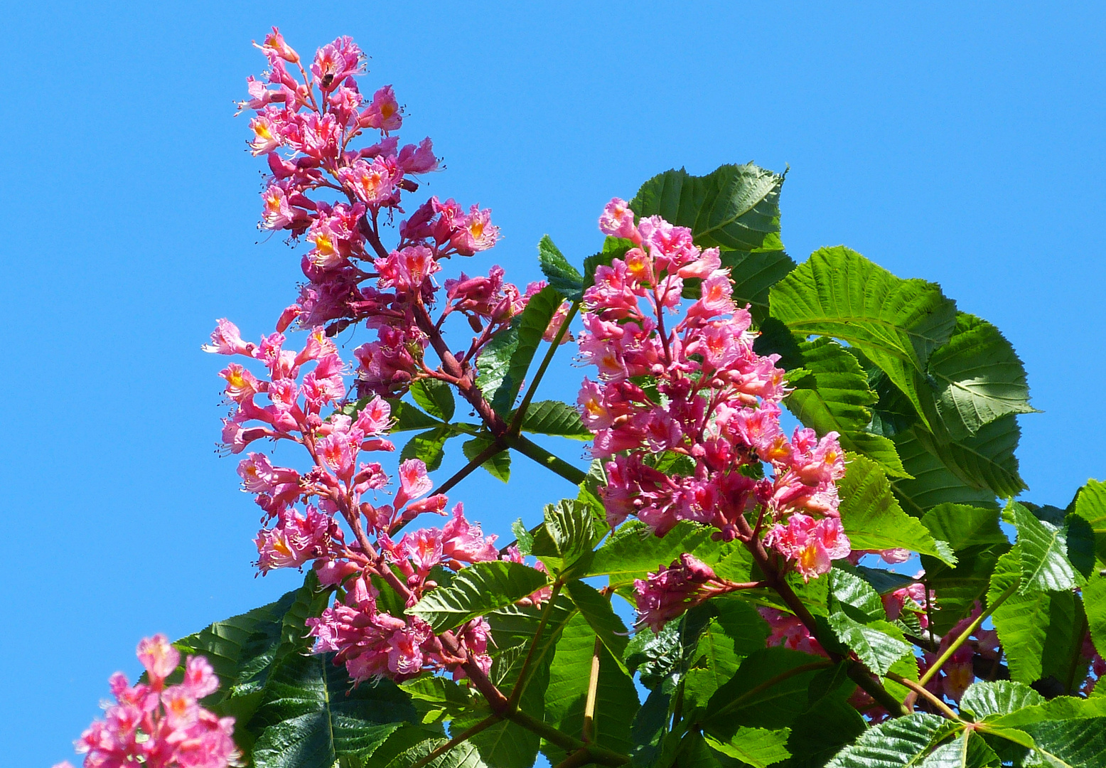 Kastanienblüten