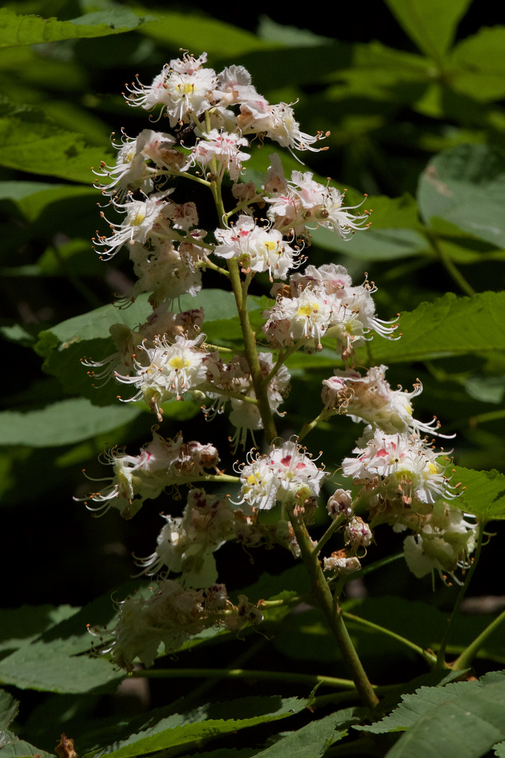 Kastanienblüten (II)