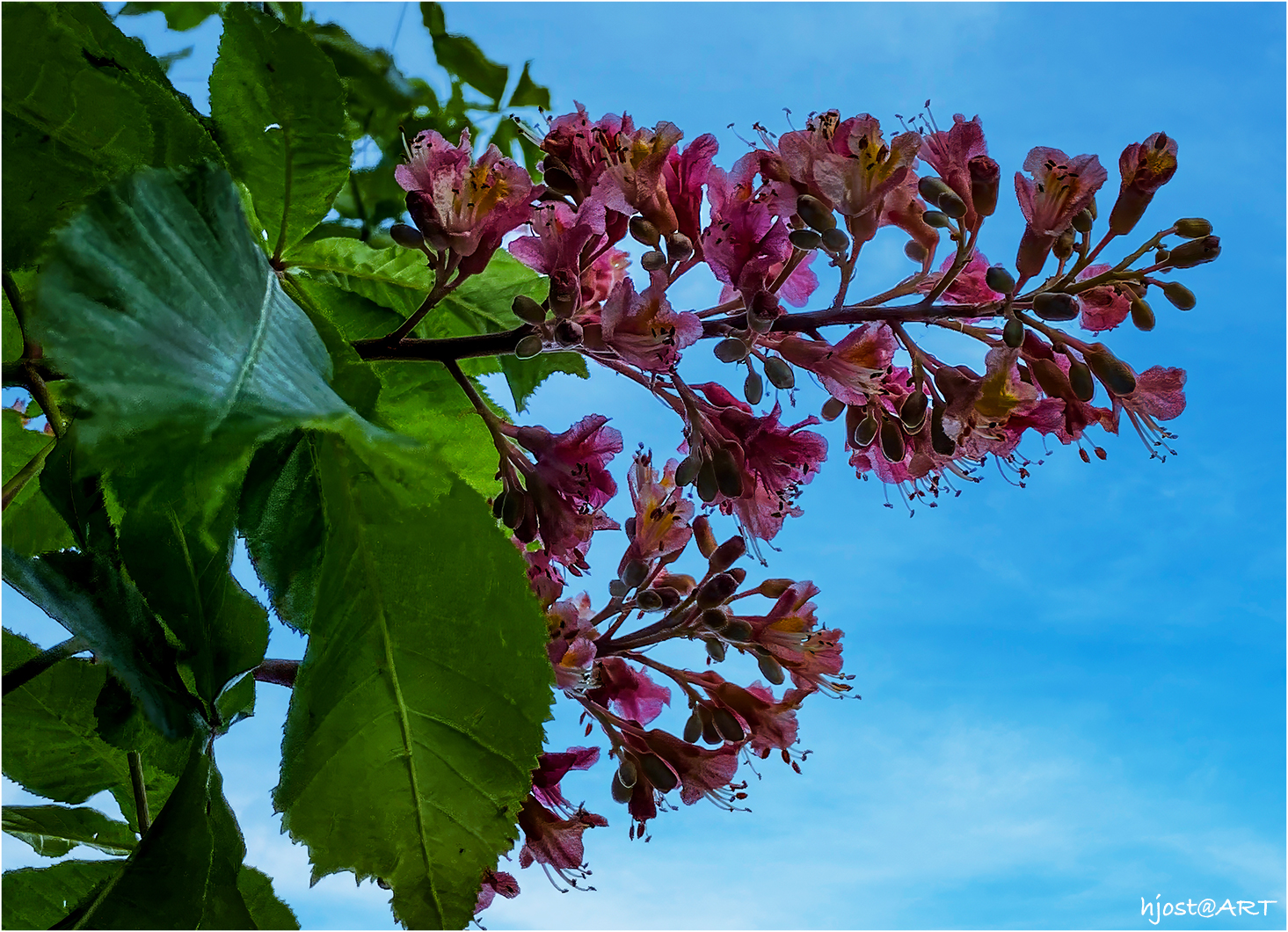 Kastanienblüten in Rot ...