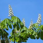 Kastanienblüten zum Himmel