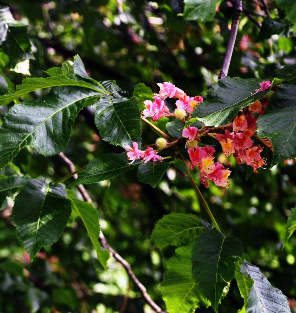 Kastanienblüten zum Wochenende habt eine gute Zeit