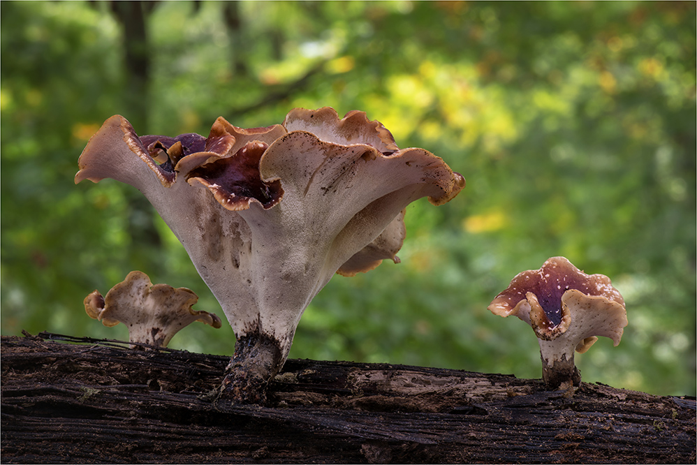 Kastanienbrauner Stielporling (Polyporus badius)