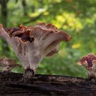 Kastanienbrauner Stielporling (Polyporus badius)