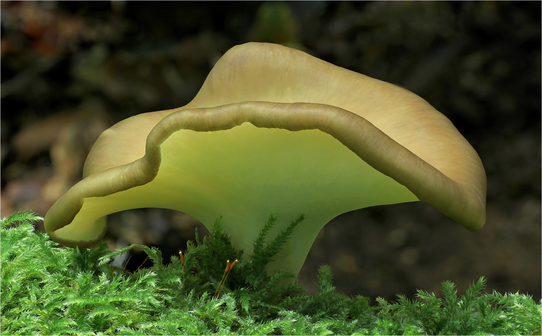 Kastanienbrauner Stielporling (Polyporus badius)