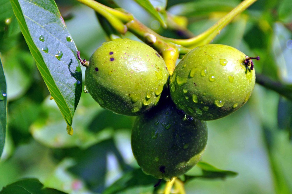 Kastanienfrucht nach Sommerregen