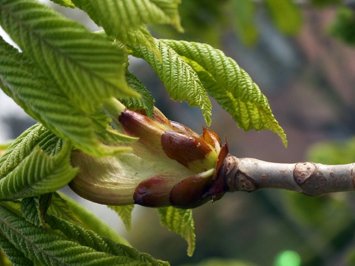 Kastanienfrühling 2