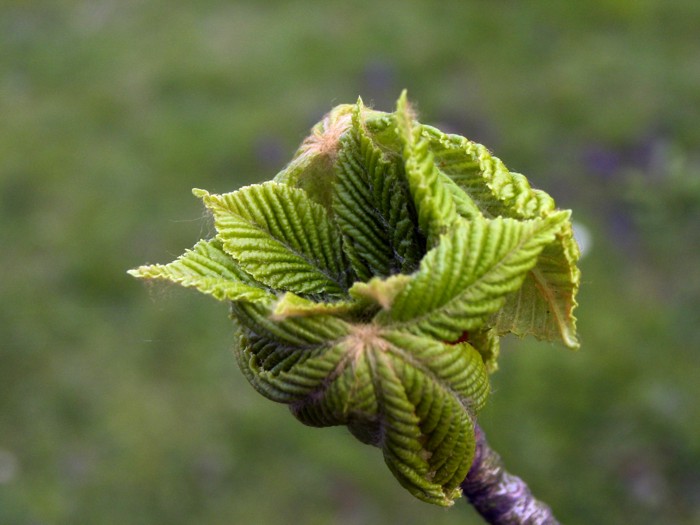 Kastanienfrühling1