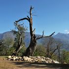 Kastanienhain Curzutt  über Bellinzona