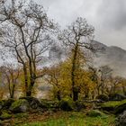 Kastanienhain im Val Bavona - I