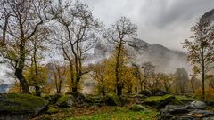 Kastanienhain im Val Bavona - I