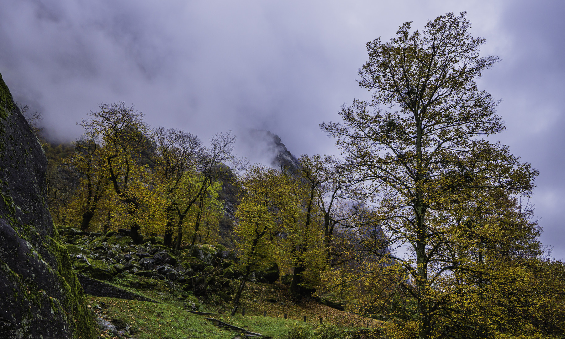 Kastanienhain im Val Bavona - III