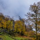 Kastanienhain im Val Bavona - III