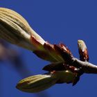 Kastanienknospe - Frühlingserwachen