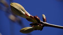 Kastanienknospe - Frühlingserwachen