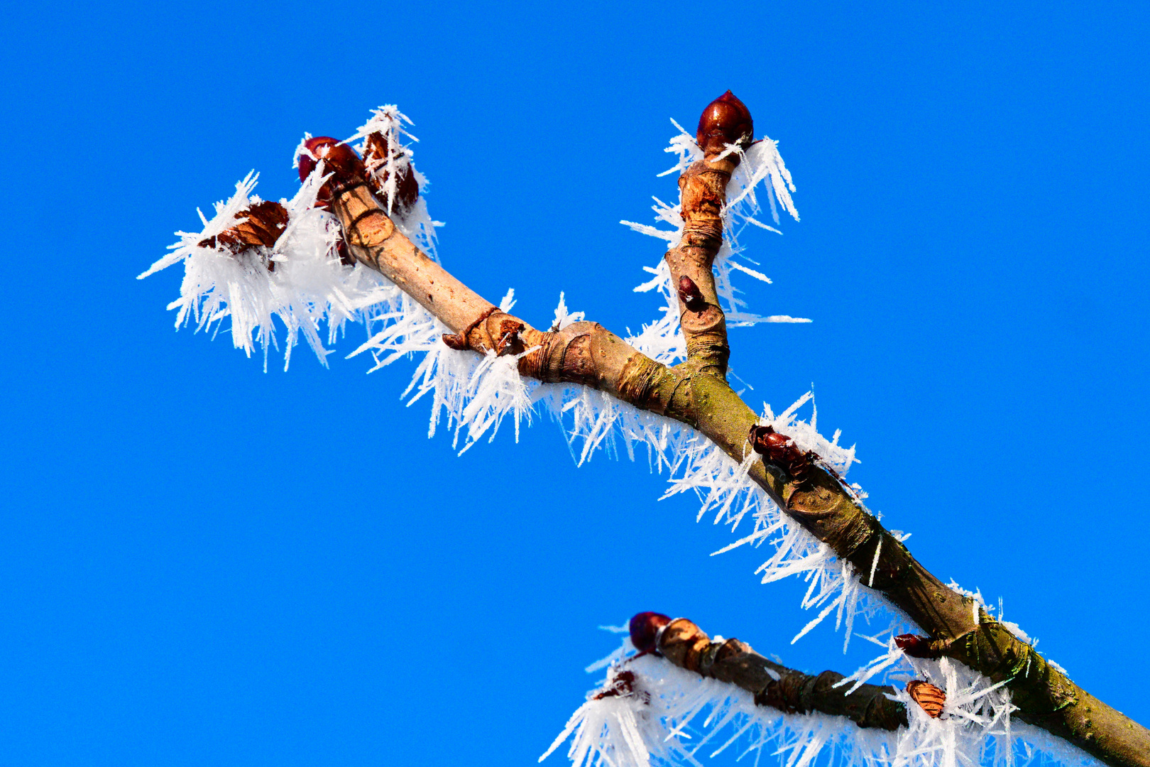 Kastanienknospen im Winter