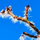 Kastanienknospen im Winter