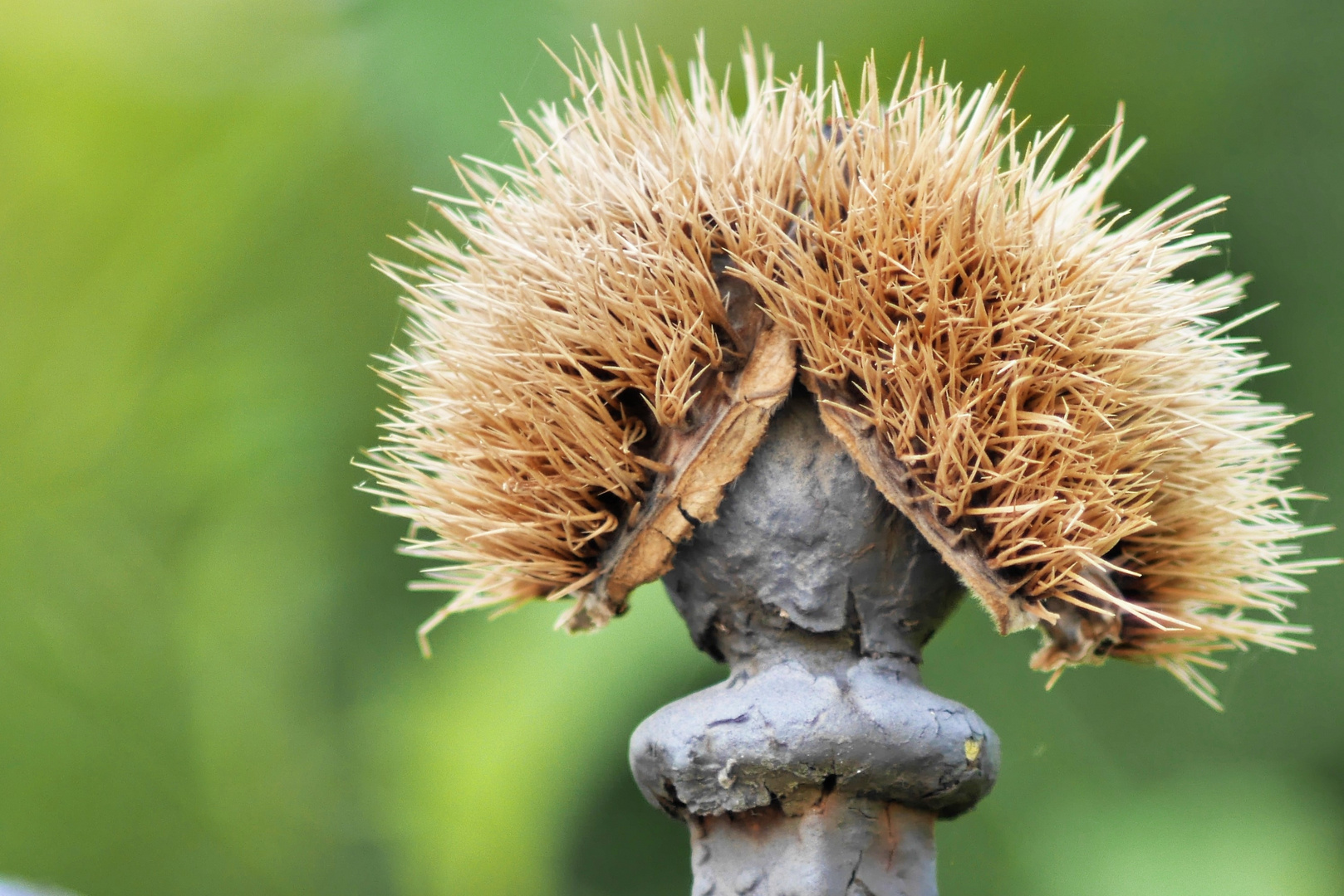 Kastanienmännchen