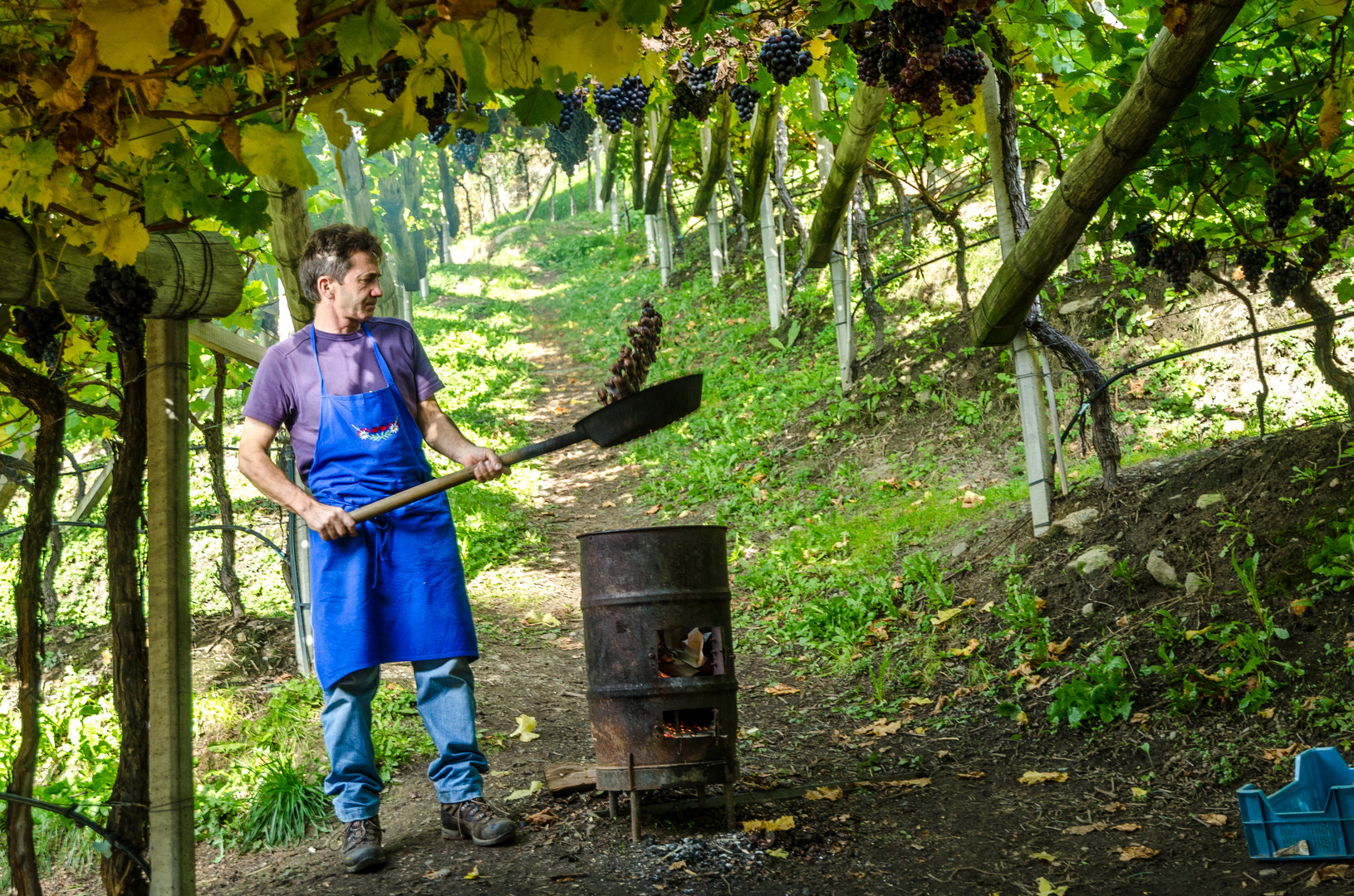 Kastanienröster im Weinberg