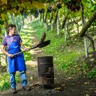 Kastanienröster im Weinberg