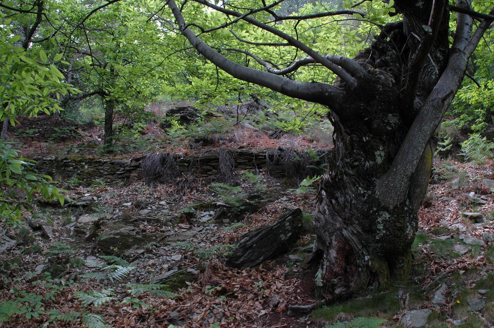 Kastanienwald an der Ardèche