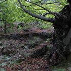 Kastanienwald an der Ardèche