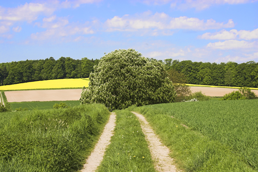 Kastanienweg