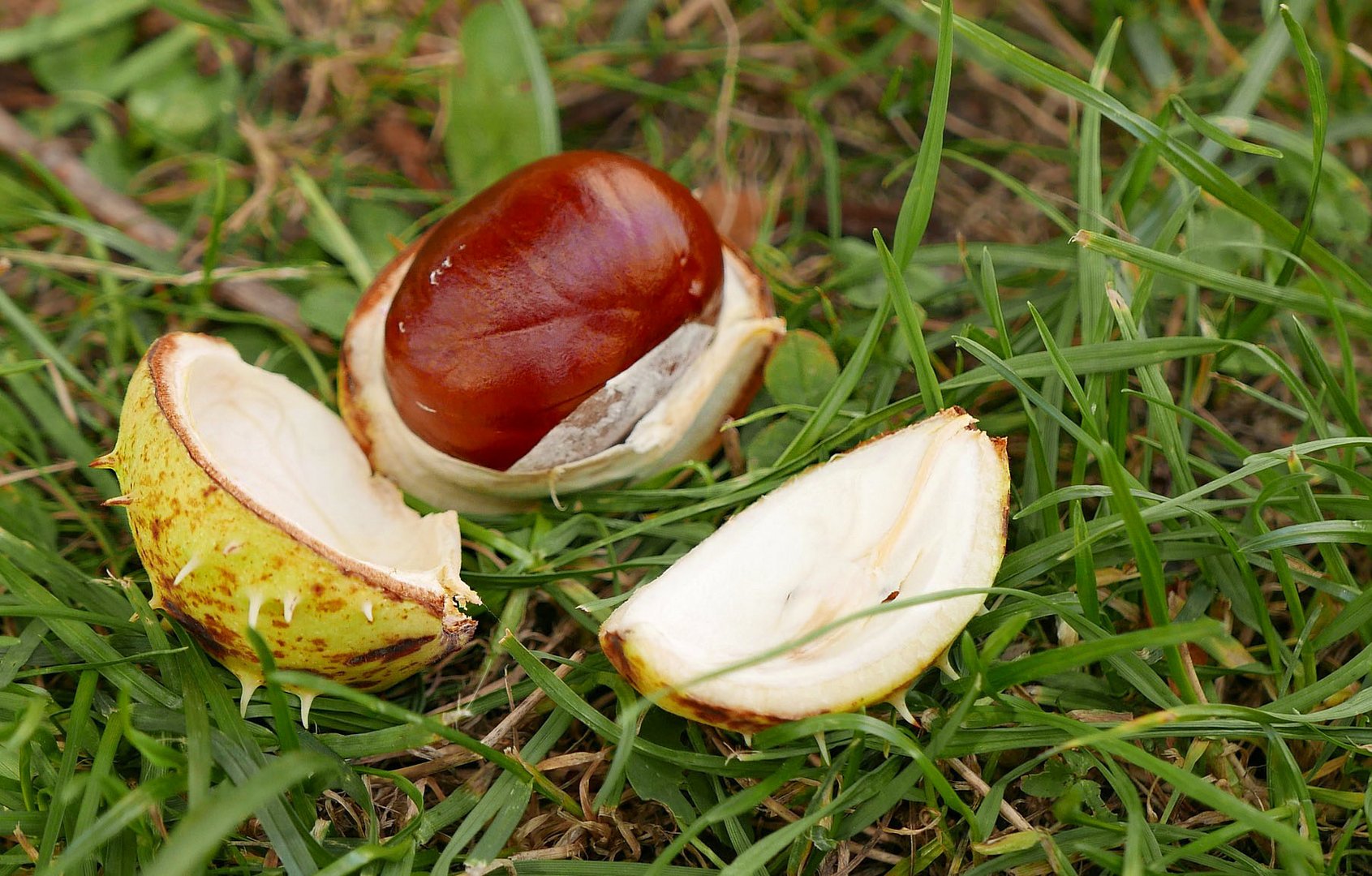 Kastanienzeit