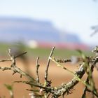 Kastilischer Landschaft