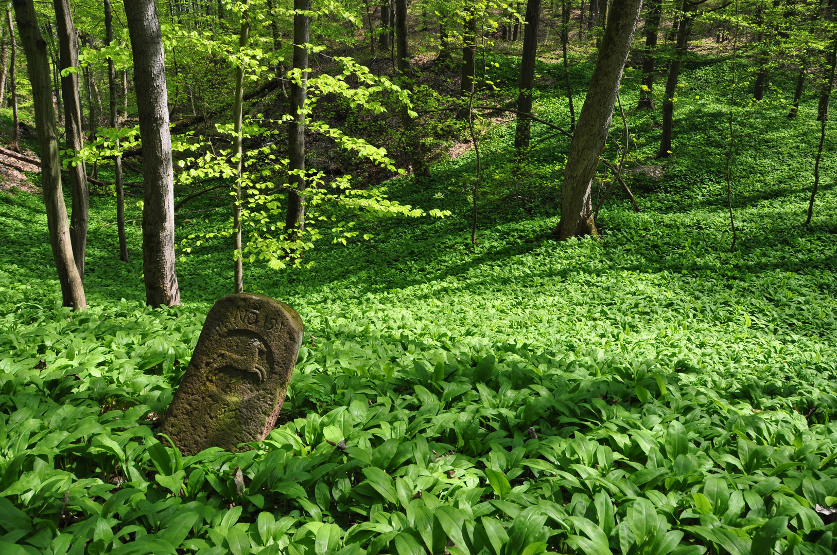 Kastwanderweg 96  Bärlauch auf dem Stolberg