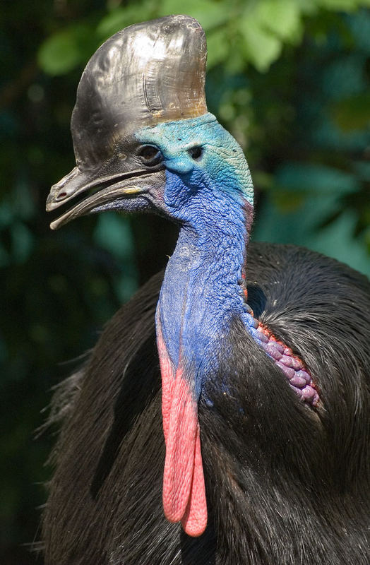 Kasuar Foto & Bild | tiere, zoo, wildpark & falknerei, vögel Bilder auf fotocommunity