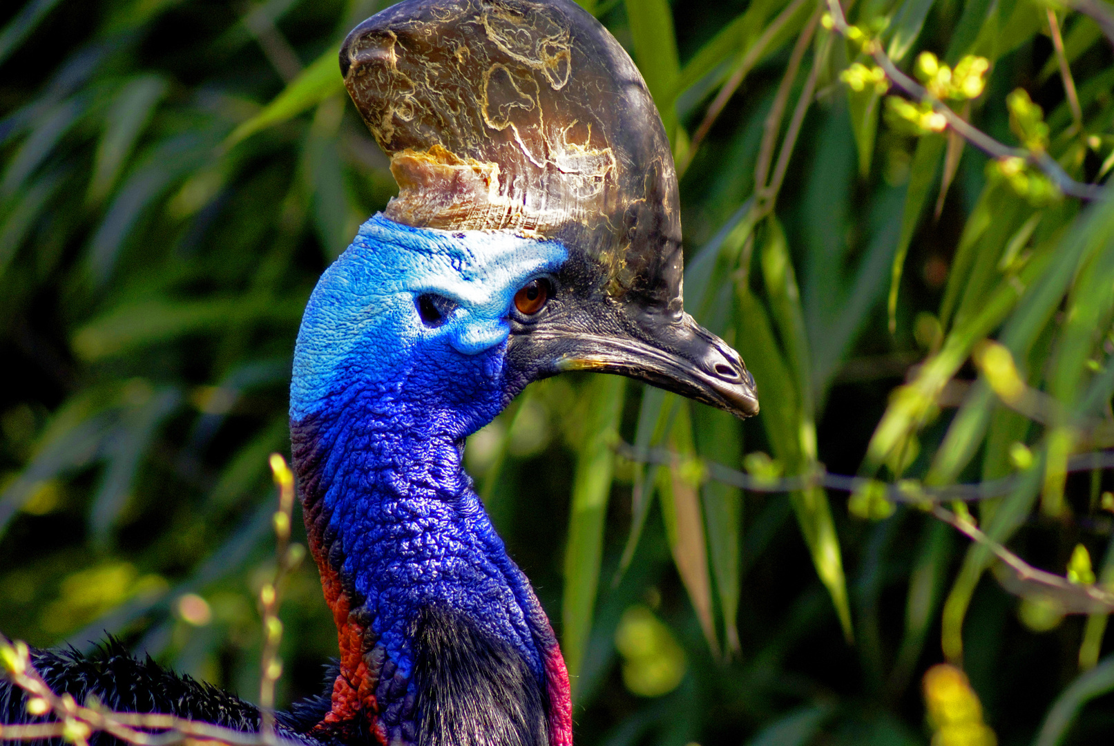 Kasuar Foto & Bild tiere, vogel, emu Bilder auf