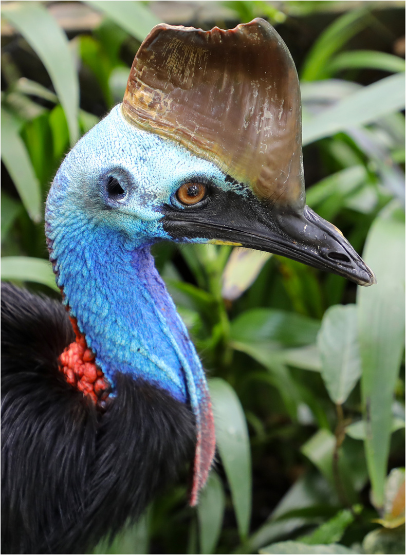 Kasuar in Kuranda