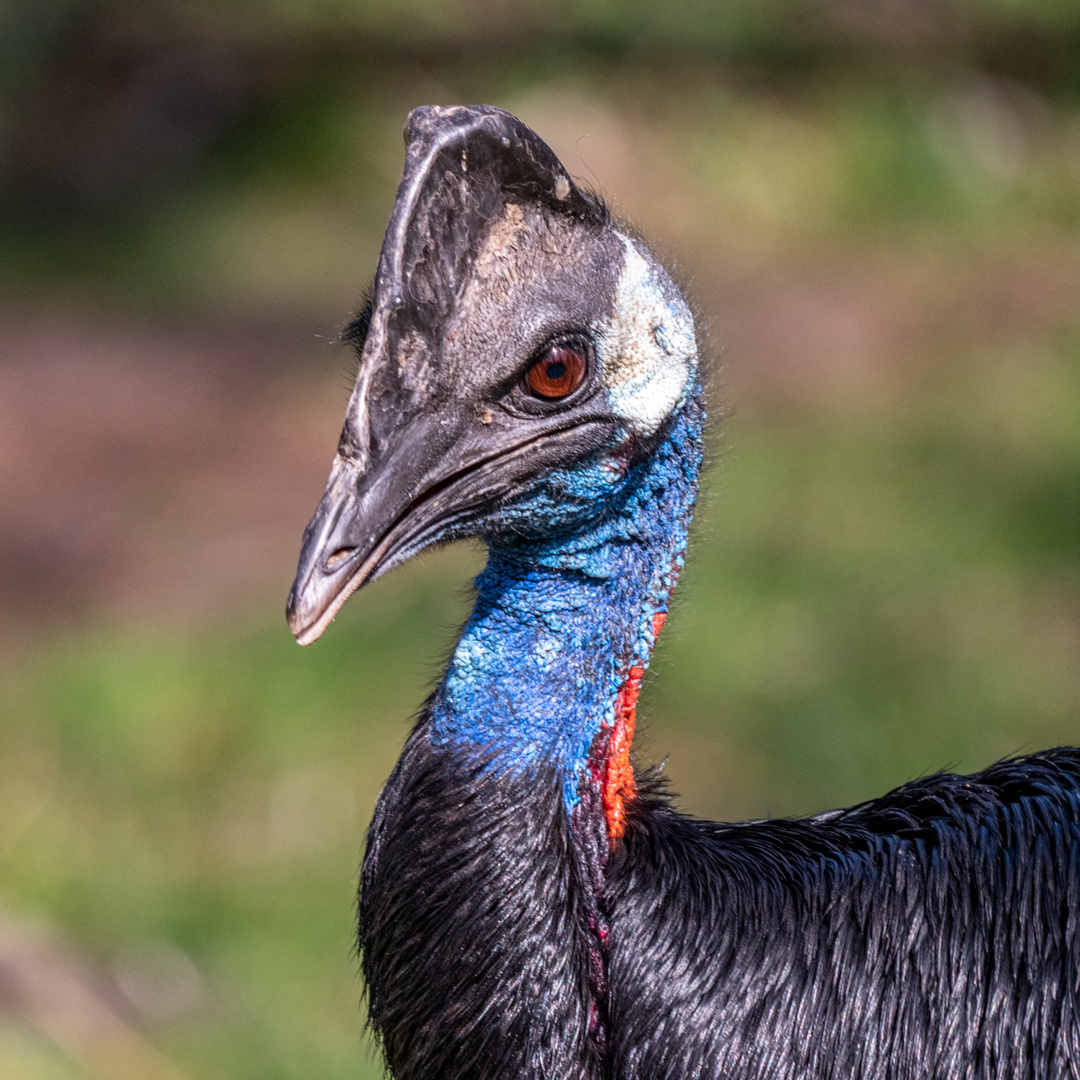 Kasuare I Foto & Bild | tiere, zoo, wildpark & falknerei, vögel Bilder auf fotocommunity
