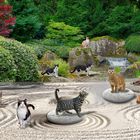 Kat-Zen-Garten