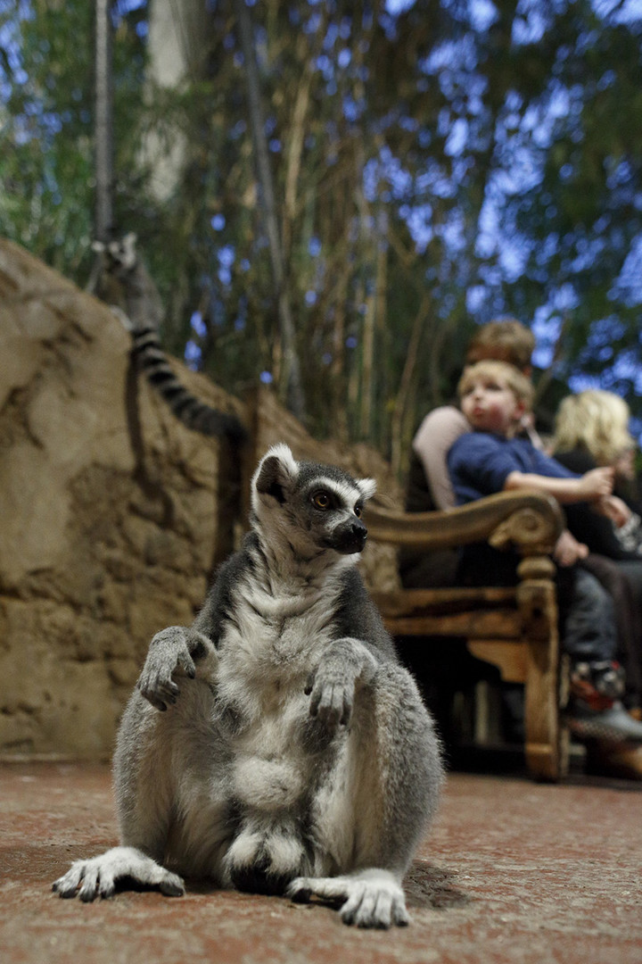 Kata bei Hagenbeck