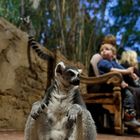 Kata bei Hagenbeck