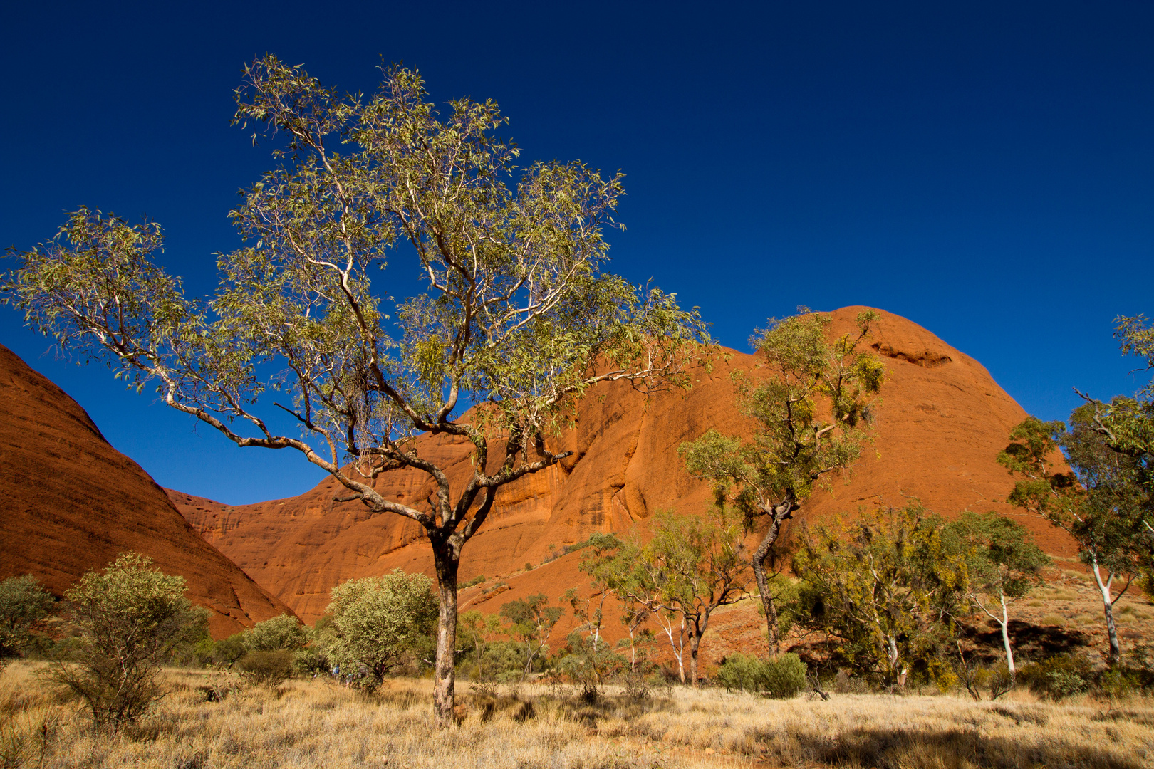 kata tjuta