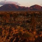 Kata Tjuta im Morgenlicht