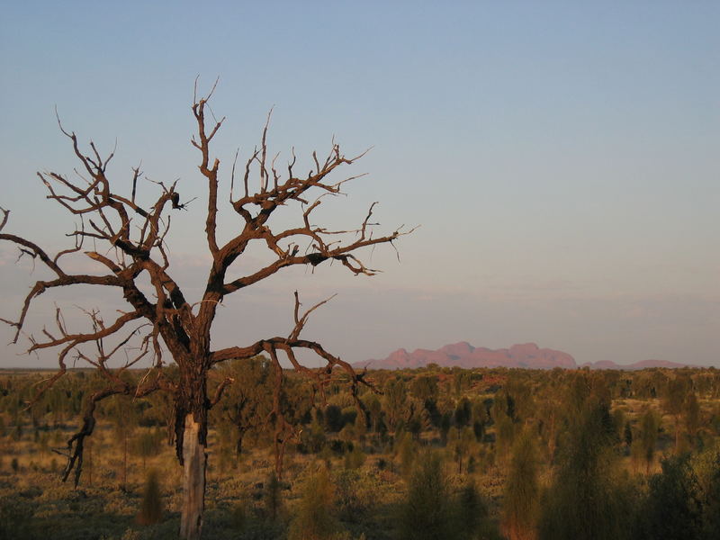 Kata Tjuta in der Morgendämmerung