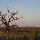 Kata Tjuta in der Morgendämmerung