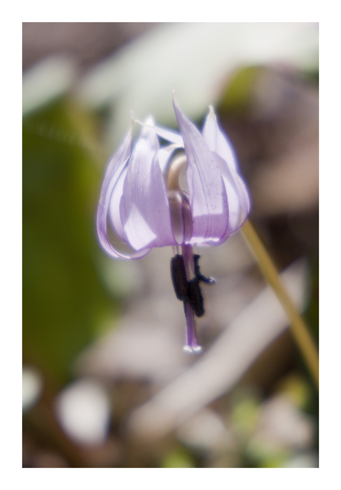 Katakuri [Dogtooth violet]