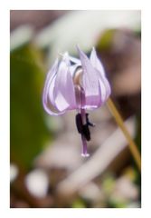 Katakuri [Dogtooth violet]