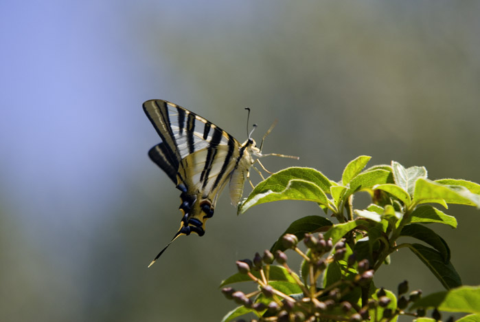 Katalanischer Schmetterling