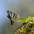 Katalanischer Schmetterling