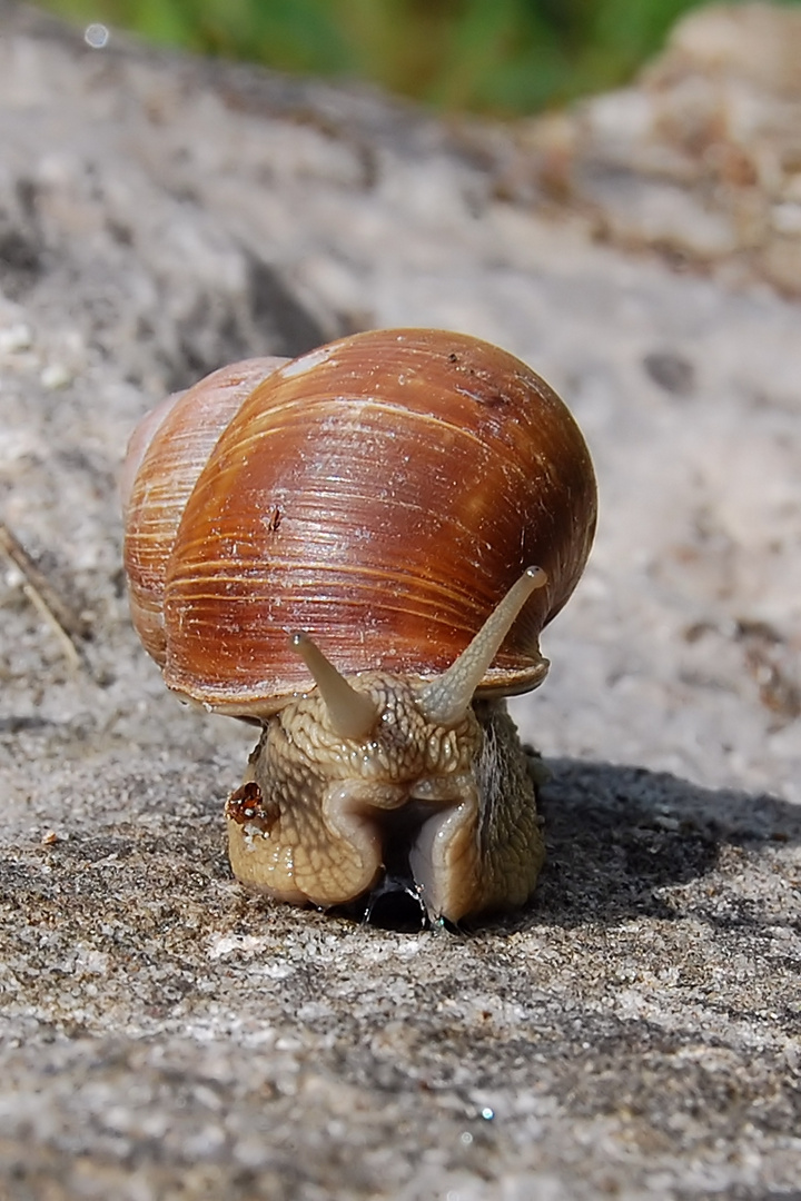 Katamaran, nee, Schnecke