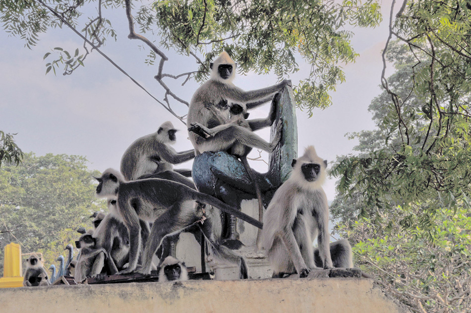 Kataragama 4