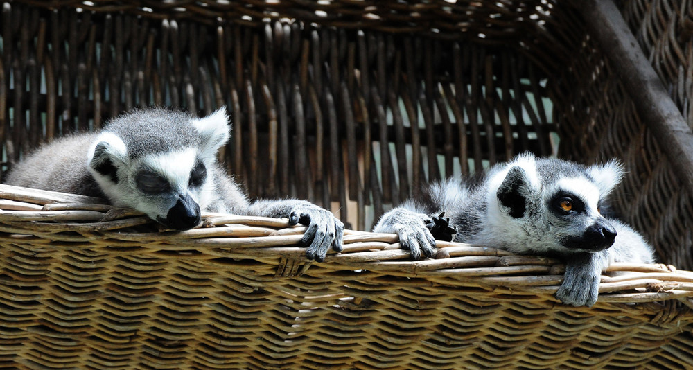 KATAS BEI SIESTA